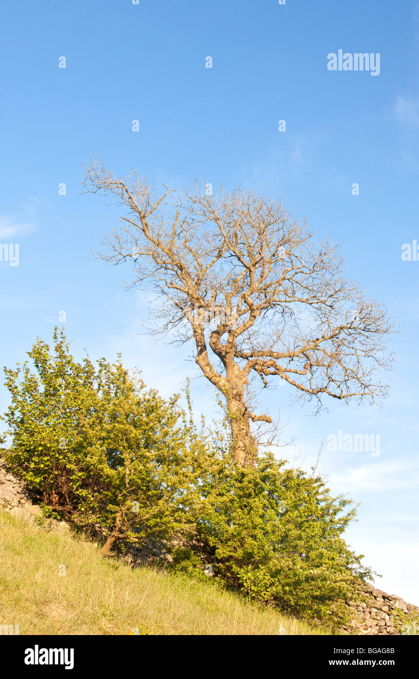 Tree near Buckden, The Yorkshire Dales. Stock Photo