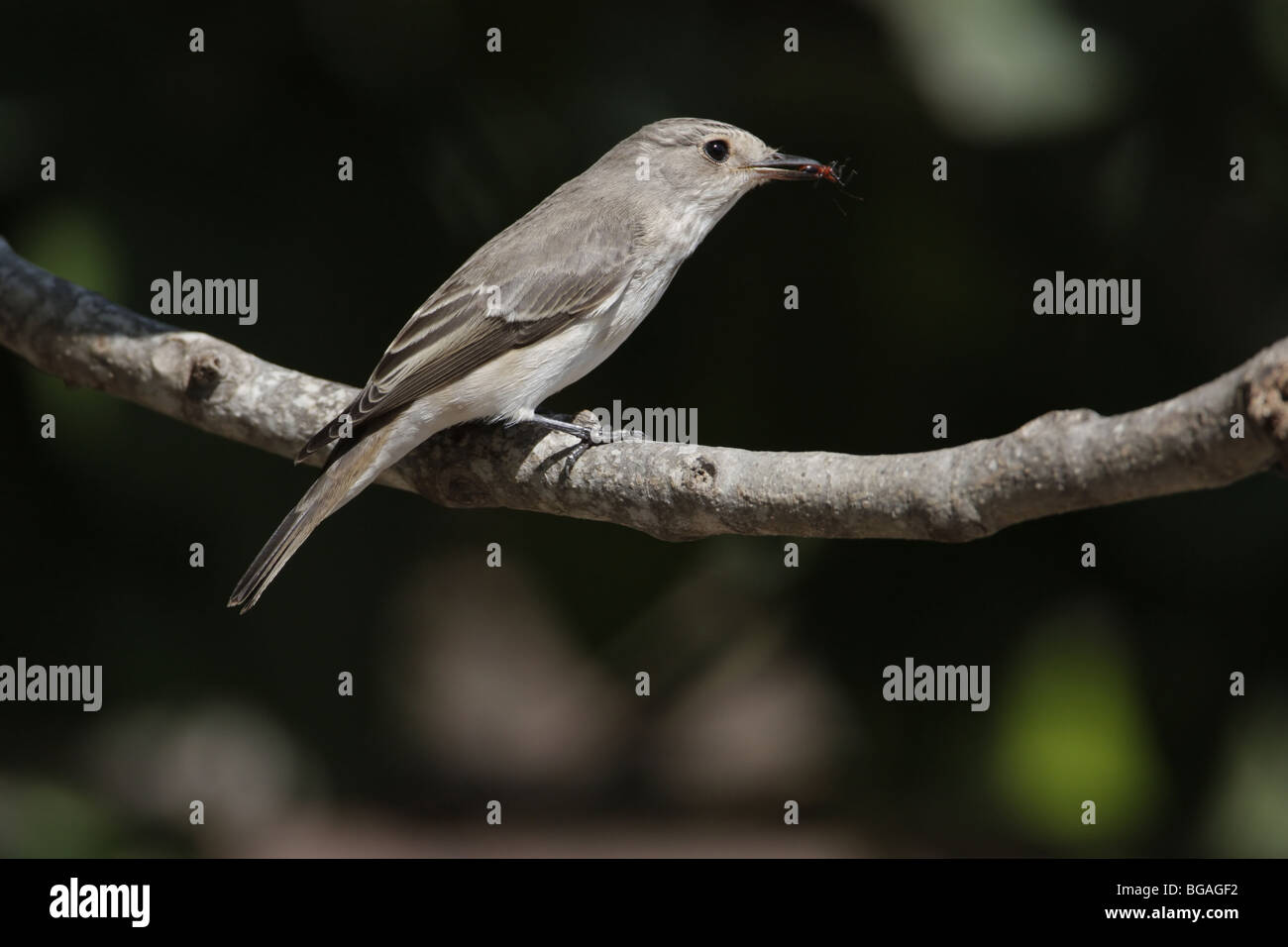 Spotted flycatcher bird with insect bug spider in mouth Stock Photo