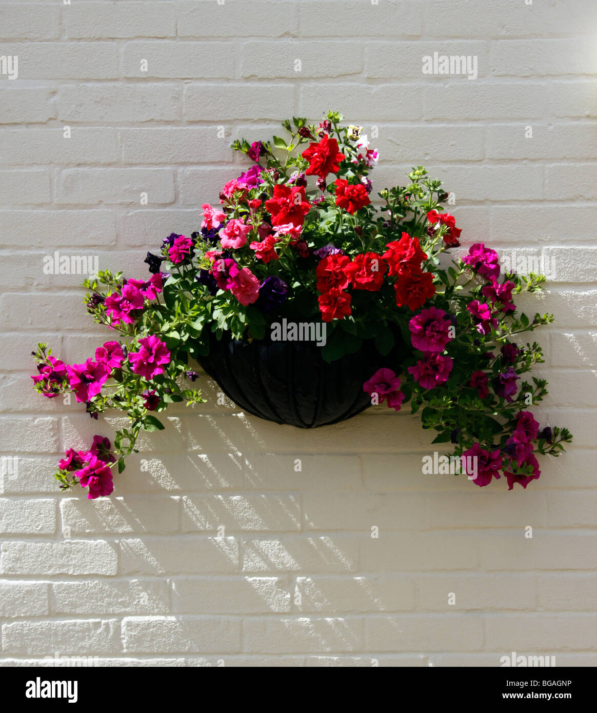 TRAILING PETUNIAS GROWING IN A WALL BASKET. Stock Photo