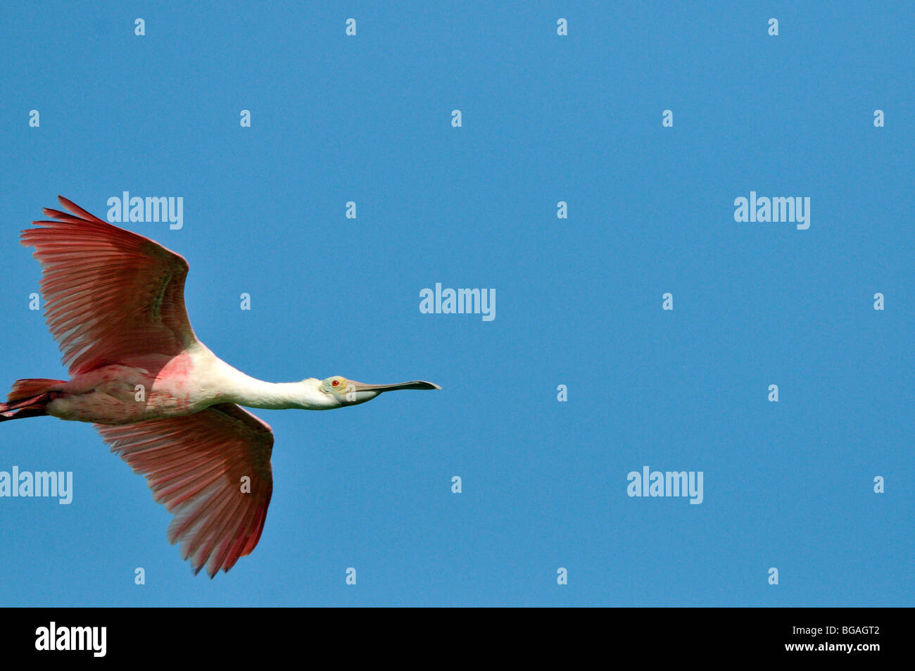 Inflight bird hi-res stock photography and images - Alamy