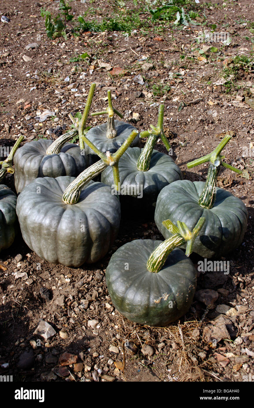 Queensland Blue Pumpkin Stock Photos Queensland Blue Pumpkin