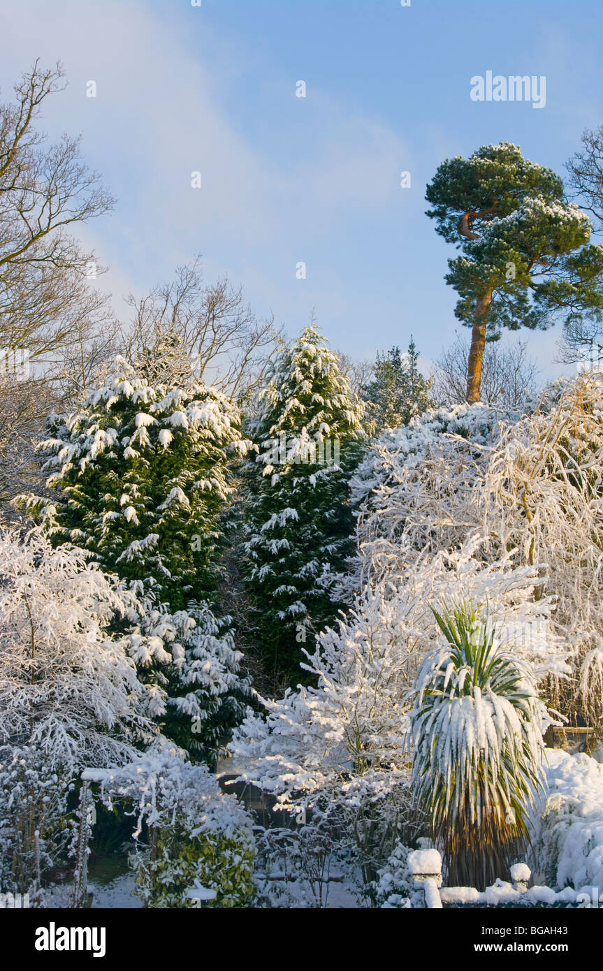 Snow covered trees hi-res stock photography and images - Alamy
