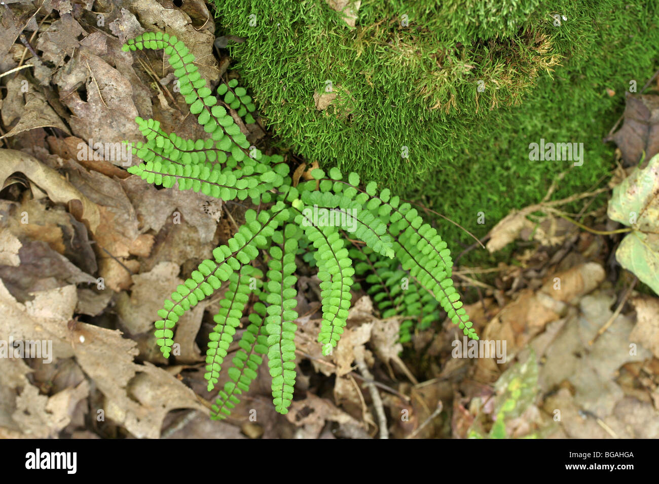 Maidenhair spleenwort, Asplenium trichomanes. Stock Photo