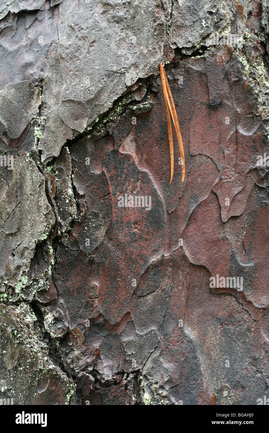 Pitch pine (Pinus rigida) bark with needle. Cape Cod, Massachusetts. Stock Photo
