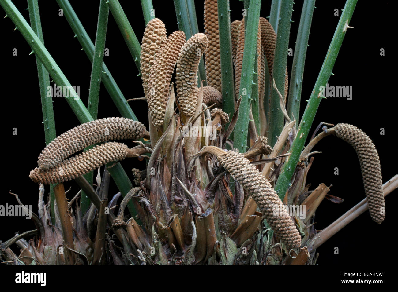 Close up of the male cones of a cycad, Zamia skinneri. Stock Photo