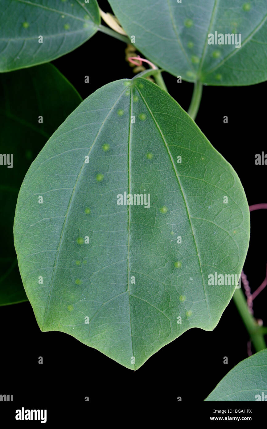 Egg mimic passion leaf hires stock photography and images Alamy
