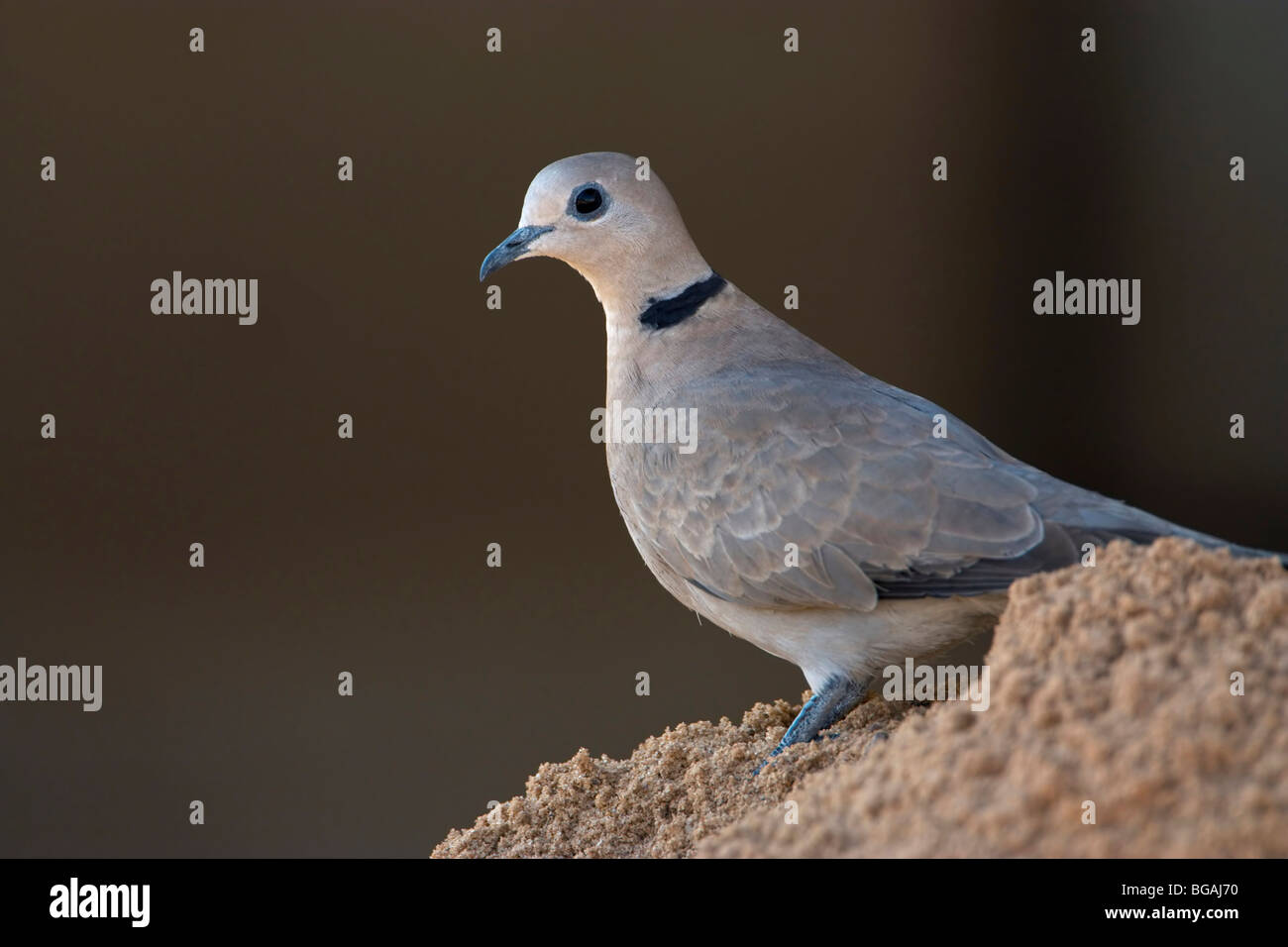 female Red collared dove on sand Stock Photo Alamy