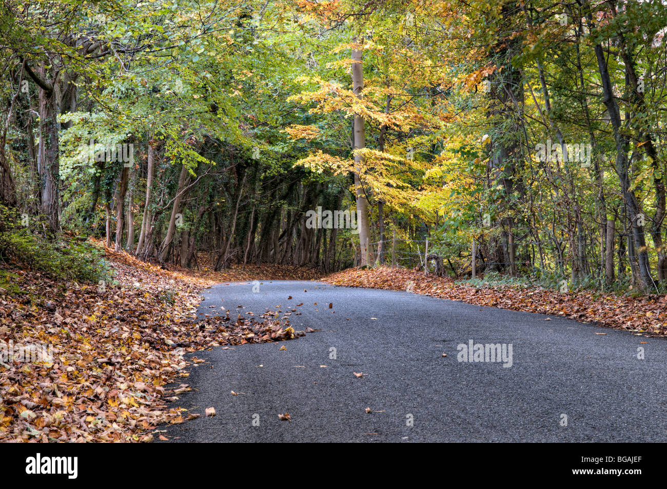 Tunnel autumn road hi-res stock photography and images - Alamy