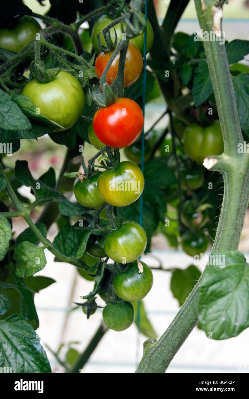 POT GROWN TOMATOES GROWING WITHIN A GREENHOUSE Stock Photo Alamy