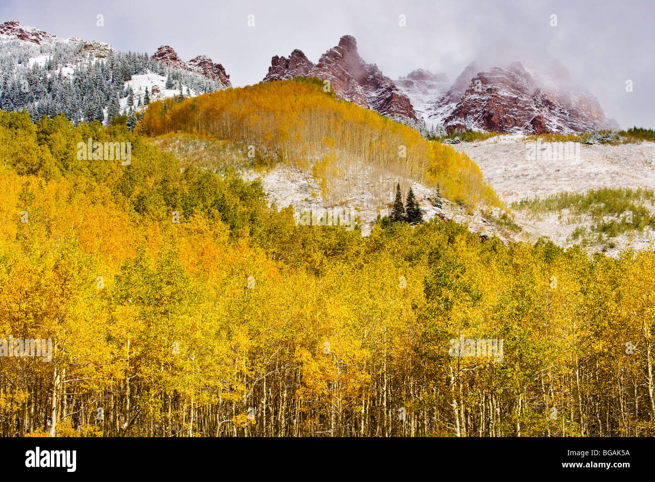 Mountain range with aspens and silver birch trees during the fall season. Stock Photo