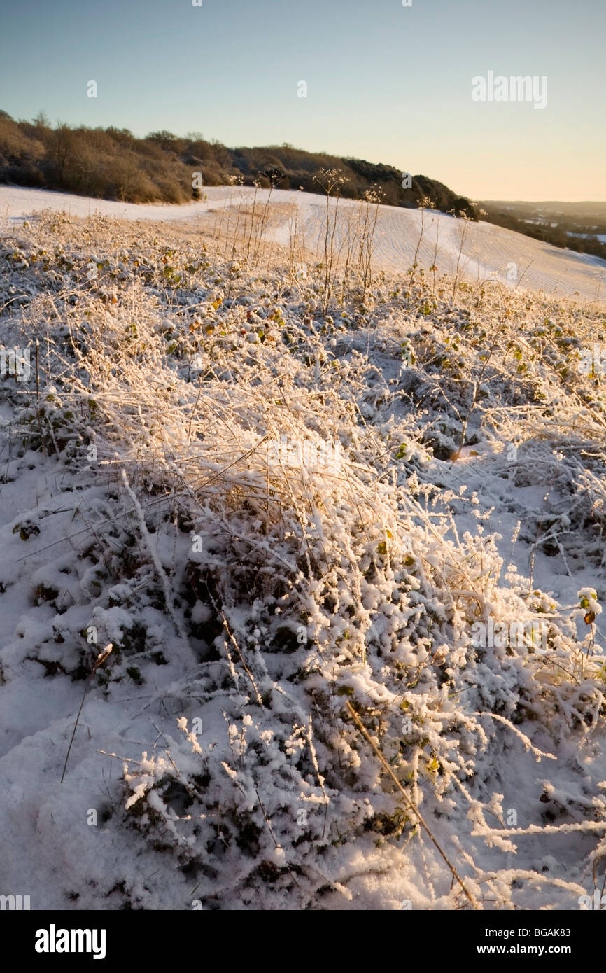 Winter scene with plants covered in frost and snow in the foreground Stock Photo