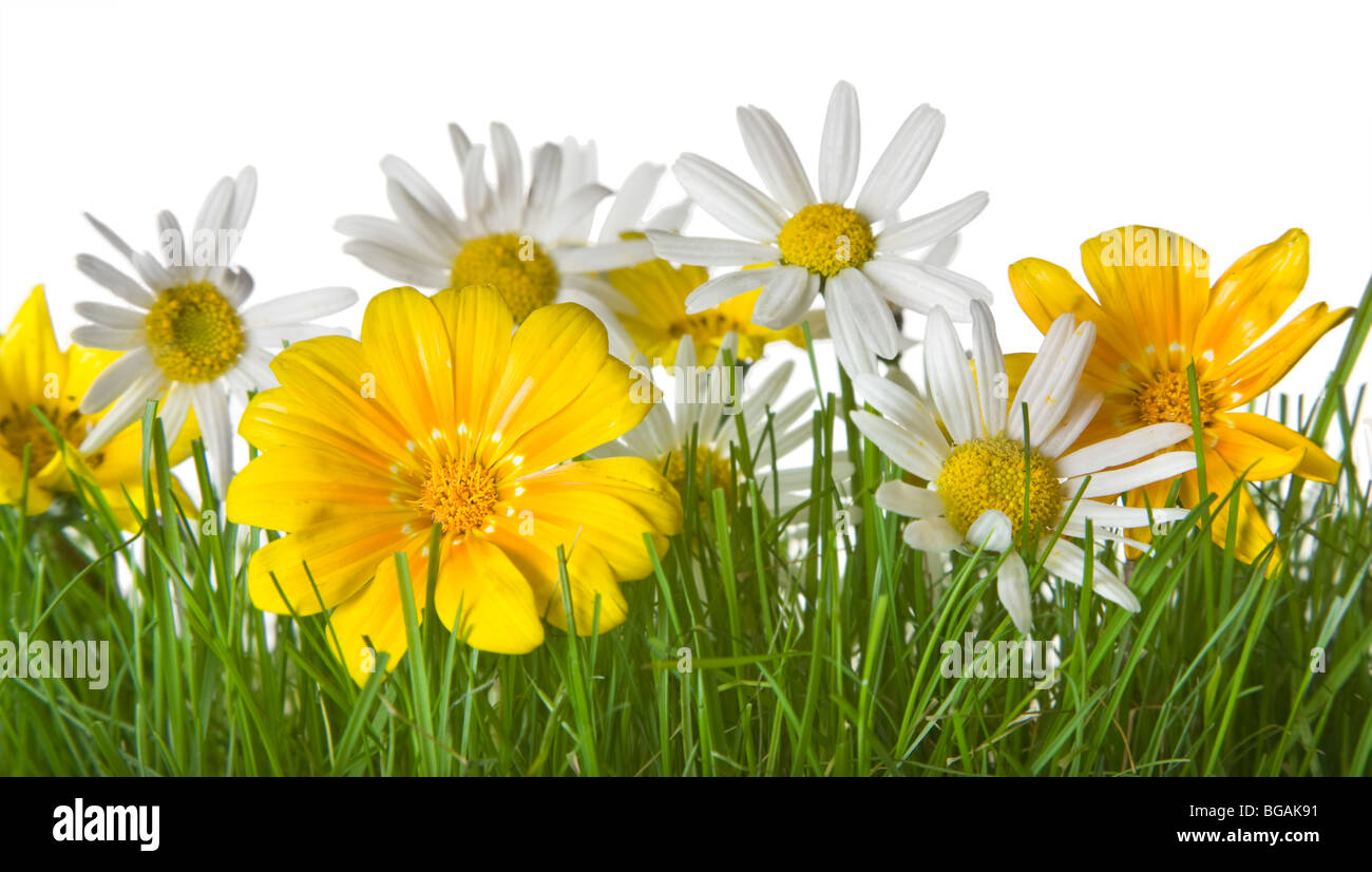 Daisies growing on a lawn with a pure white background Stock Photo Alamy