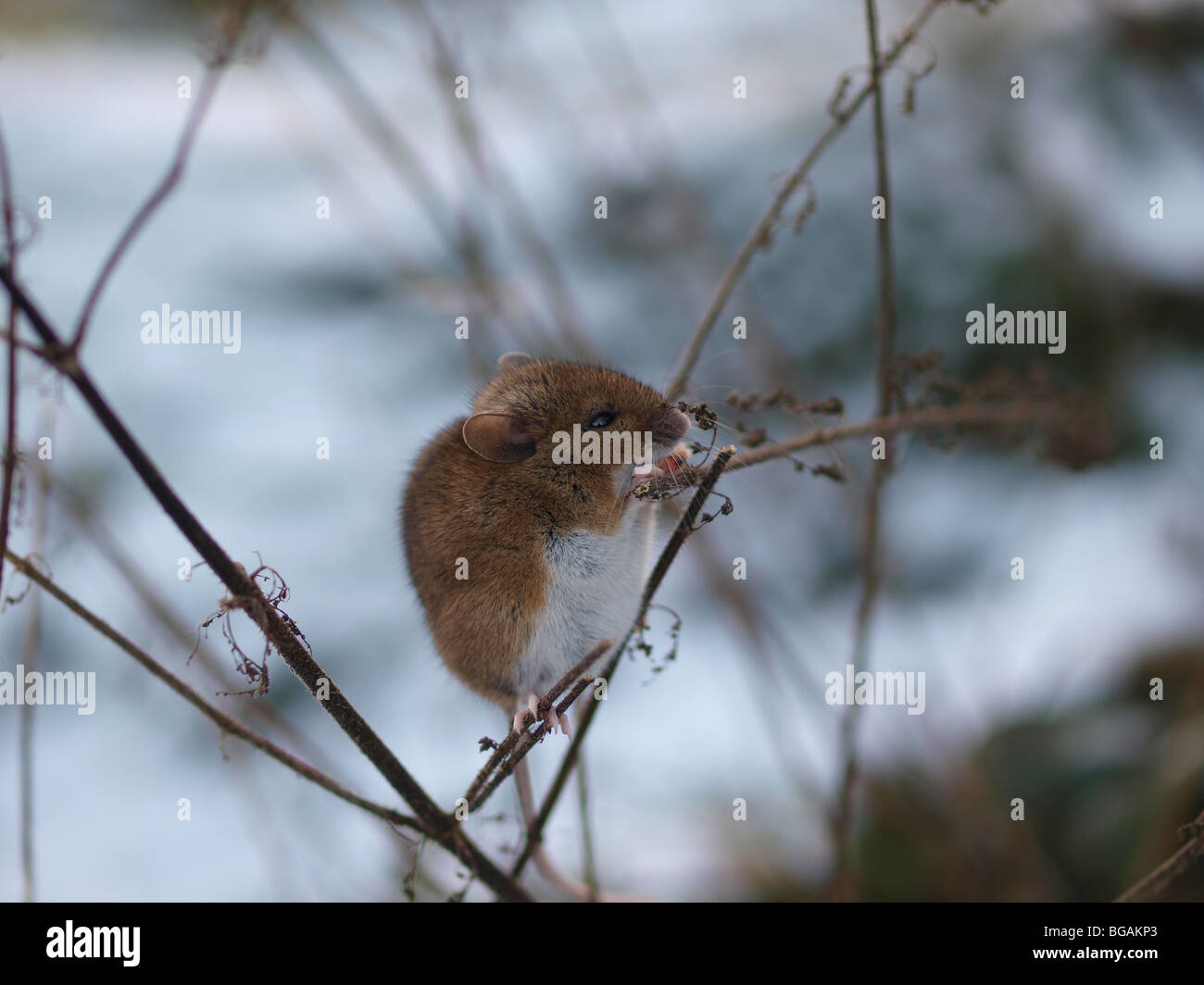 Woodmouse feeding in December balanced on branch. Stock Photo