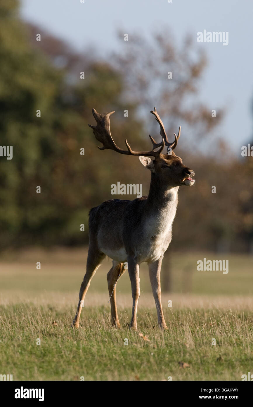 Lone Fallow Deer buck standing sniffing in autumn sunshine Stock Photo