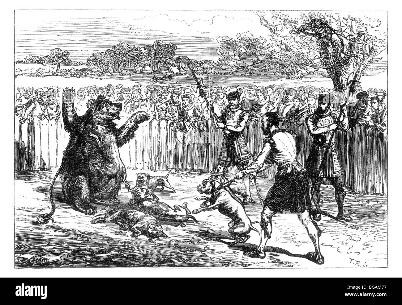 Illustration; Bear Baiting with dogs in the 16th century Stock Photo