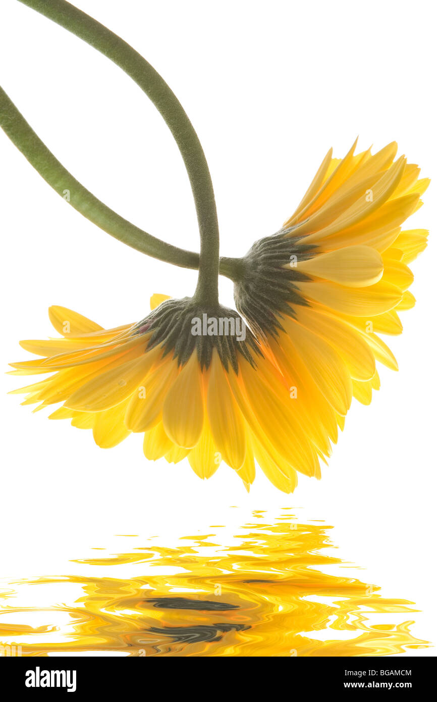 Gerbera Daisies over white reflected in water Stock Photo Alamy