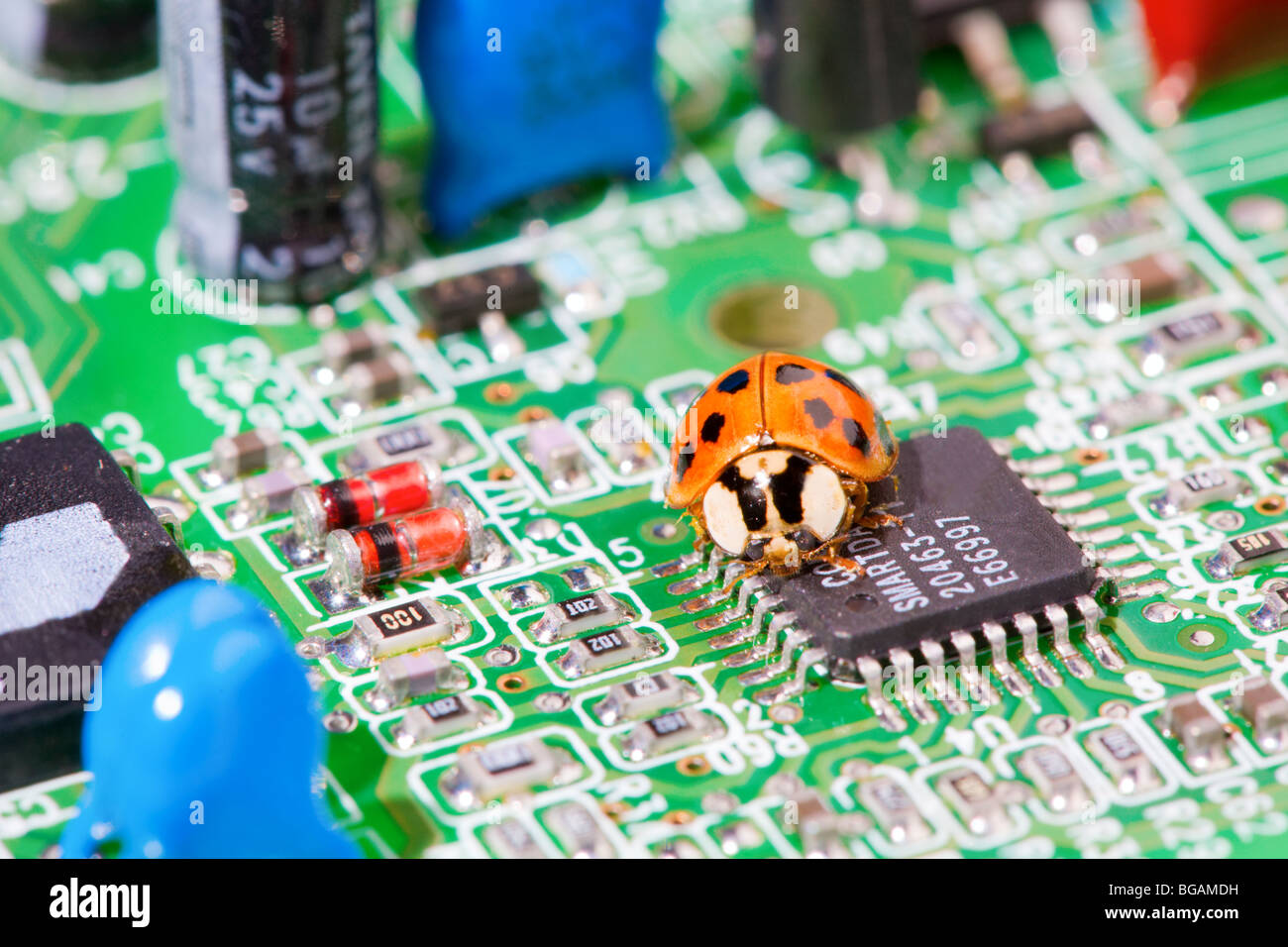 Computer bug Stock Photo