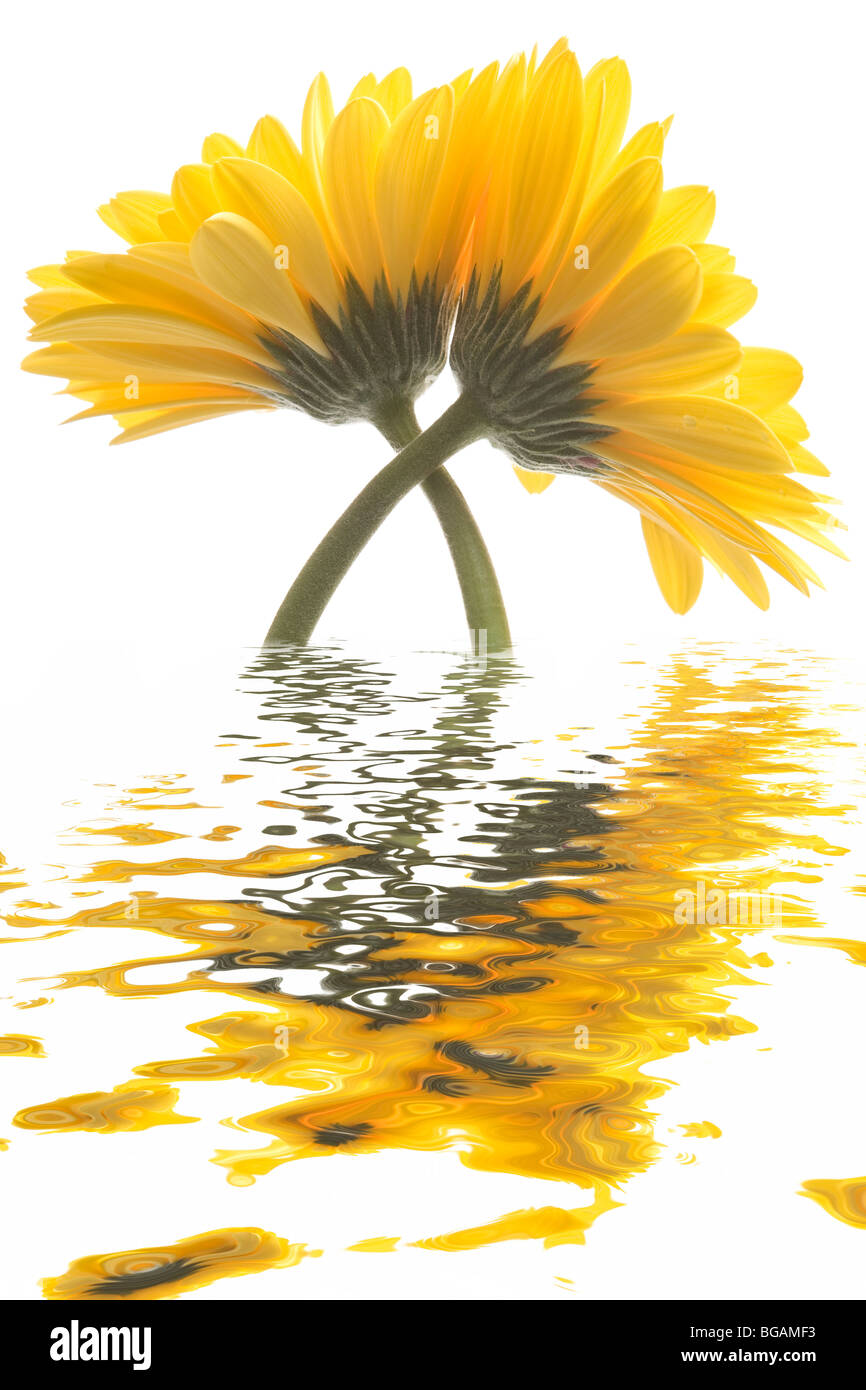 Gerbera Daisies over white reflected in water Stock Photo Alamy