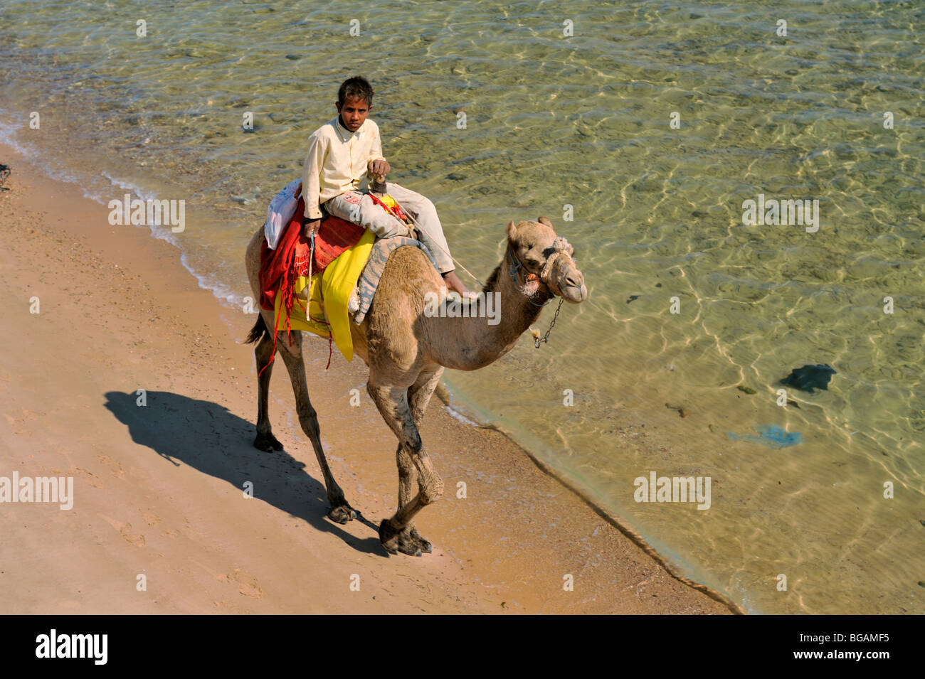 Young Bedouin boy riding camel along surf line of beach Stock Photo - Alamy