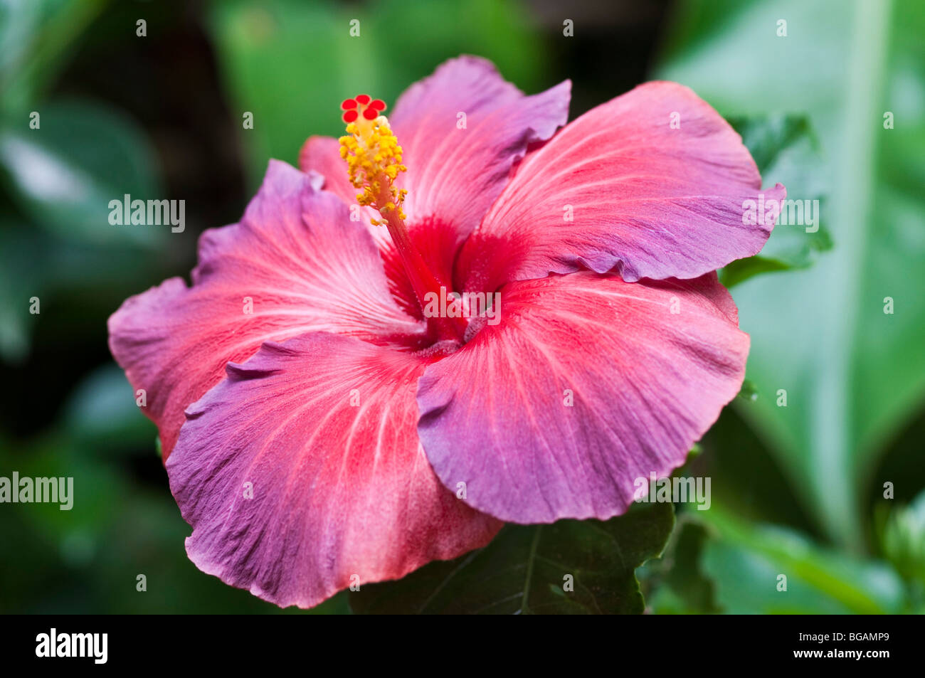 Hibiscus flower, Queensland, Australia Stock Photo Alamy
