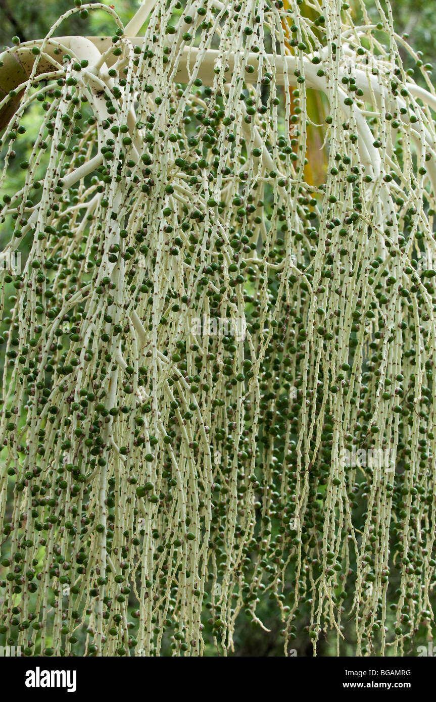 Alexandra Palm seed pods, Brisbane, Queensland, Australia Stock Photo