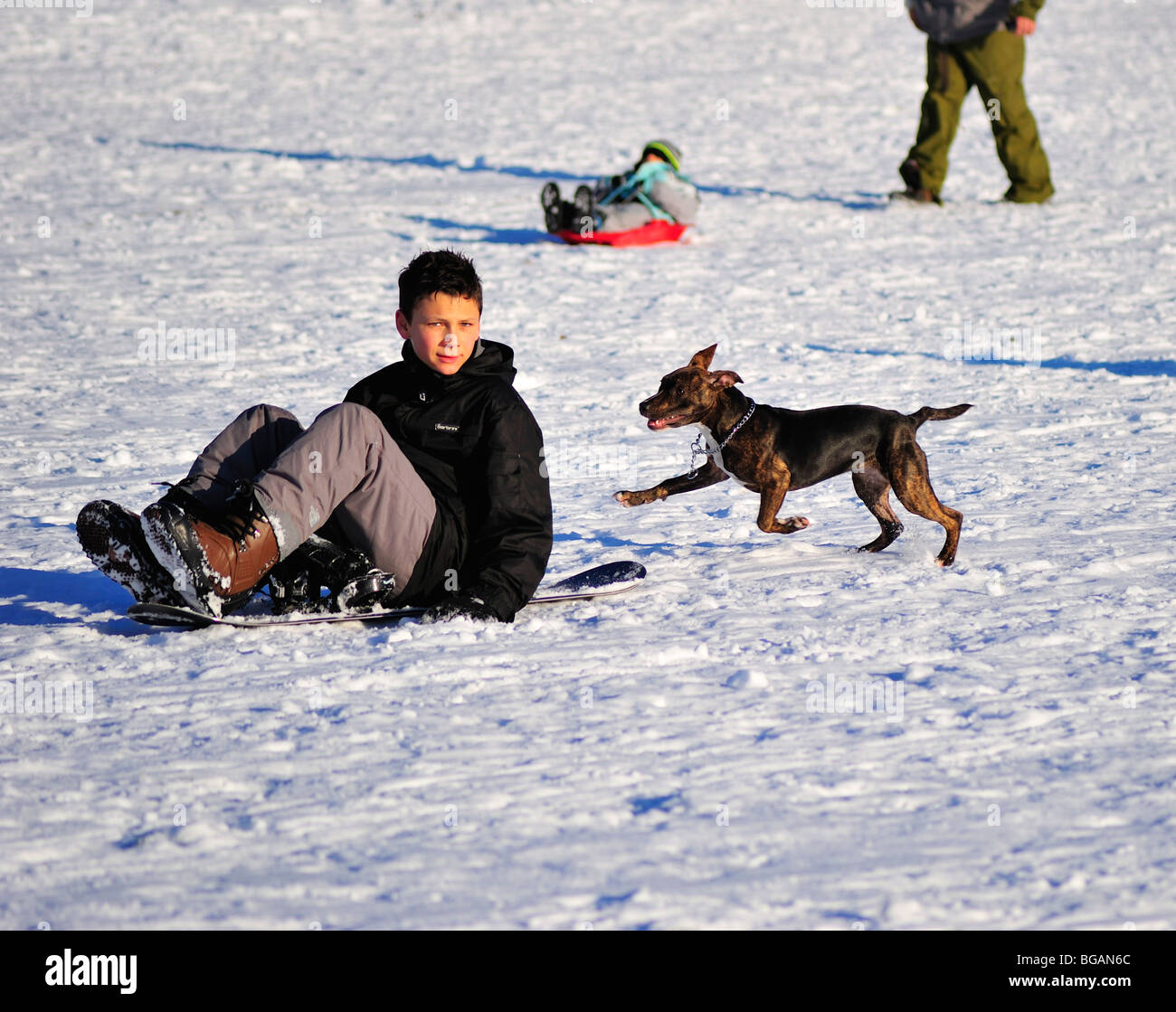 Boy on snowboard with playful dog Stock Photo Alamy