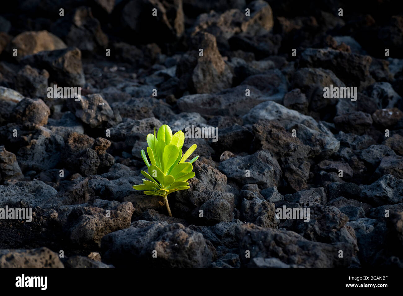View of Hinahina kukahakai plant (Heliotropium anomalum var. argenteum) growing in rocks near Keauhou district, Kailua Kona, Haw Stock Photo