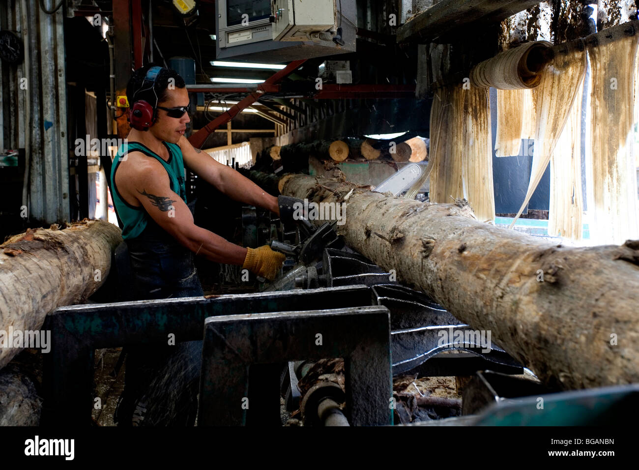 Man chainsawing a pine log inside a timber mill in New Zealander Stock Photo