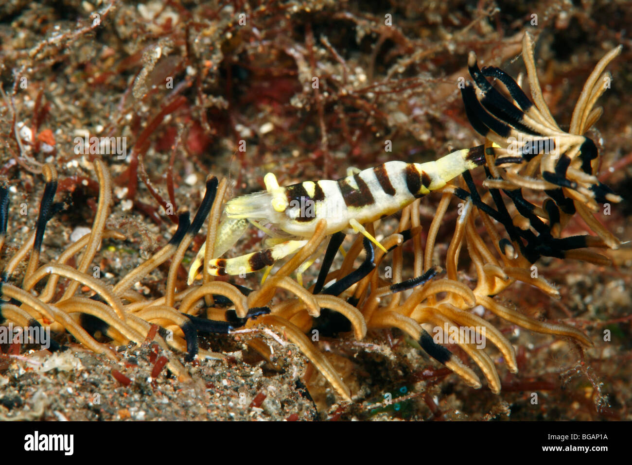 Crinoid Shrimp, Laomenes amboinensis, previously Periclimenes amboinensis, living on its host crinoid. Tulamben, Bali, Indonesia Stock Photo