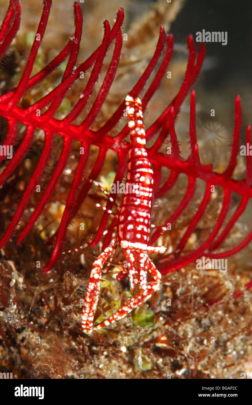 Red and white Leopard Crinoid Shrimp, Laomenes pardus, previously Periclimenes amboinensis, living on its host crinoid. Stock Photo
