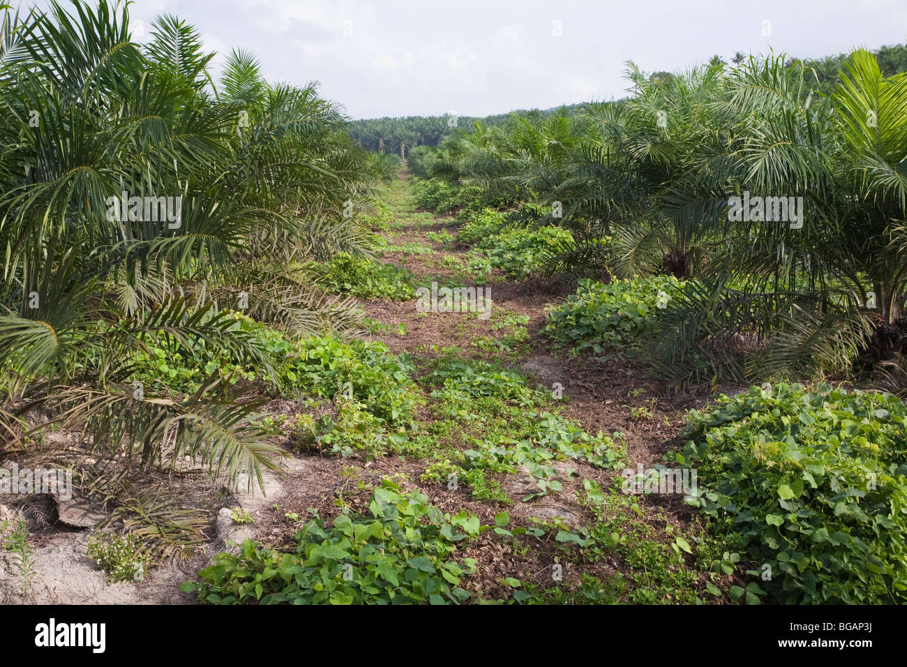 Rotor blades are used to cut row pathways on the Sindora Palm Oil plantation, instead of using chemical spraying Stock Photo