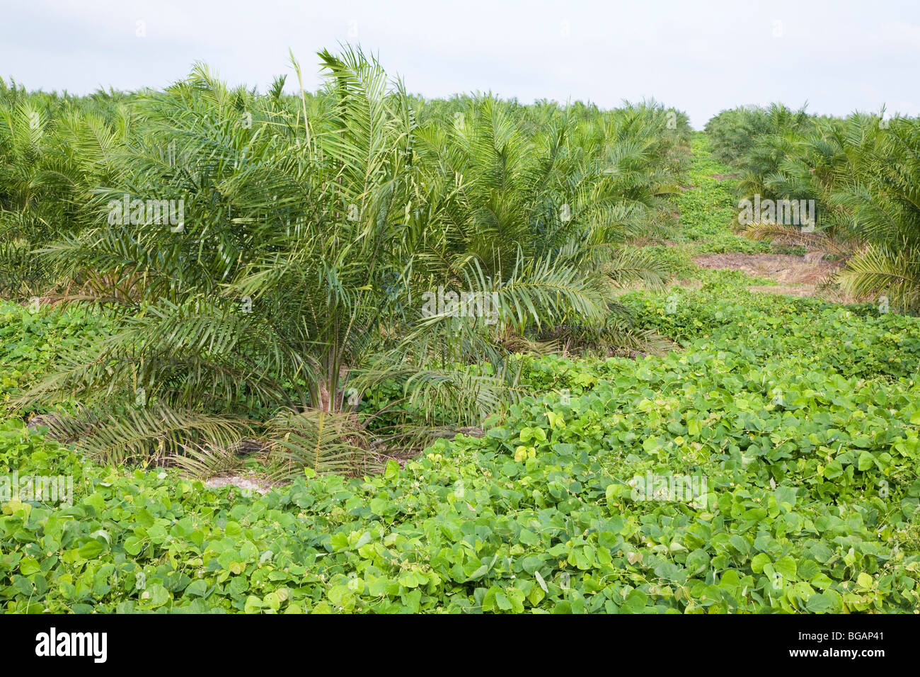 Cover crop of Mucuna bracteata prevents soil erosion, stops weeds, and fixes nitrogen. The Sindora Palm Oil Plantation. Stock Photo