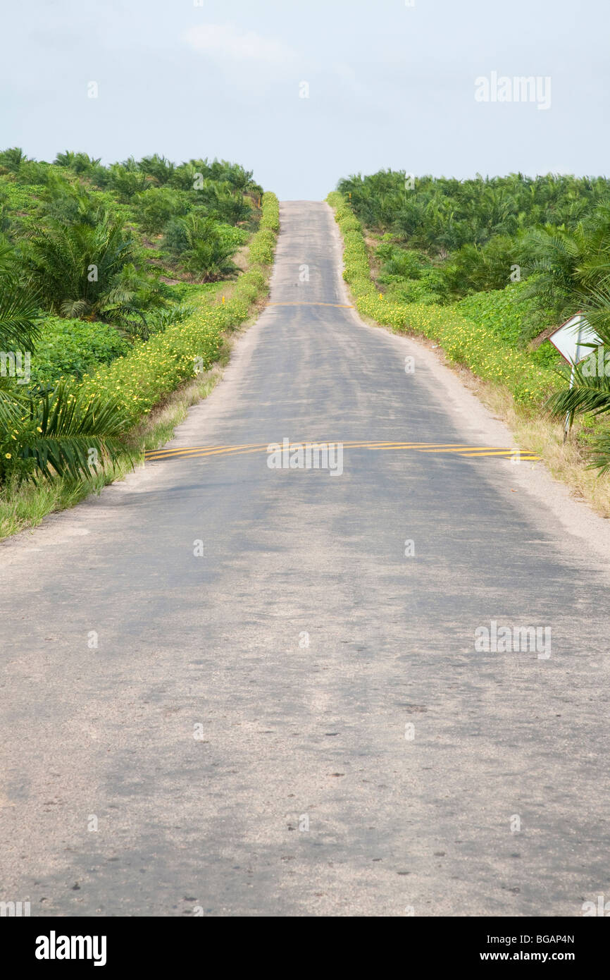 A main road on the Sindora Palm Oil Plantation. The site, owned by Kulim, is green certified by RSPO. Johor Bahru, Malaysia Stock Photo