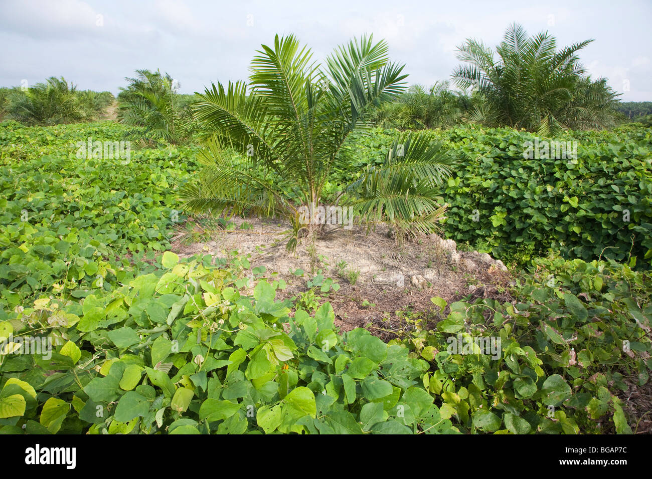 Mucuna bracteata, a leguminous cover plant at The Sindora Palm Oil Plantation. Green certified by RSPO Stock Photo