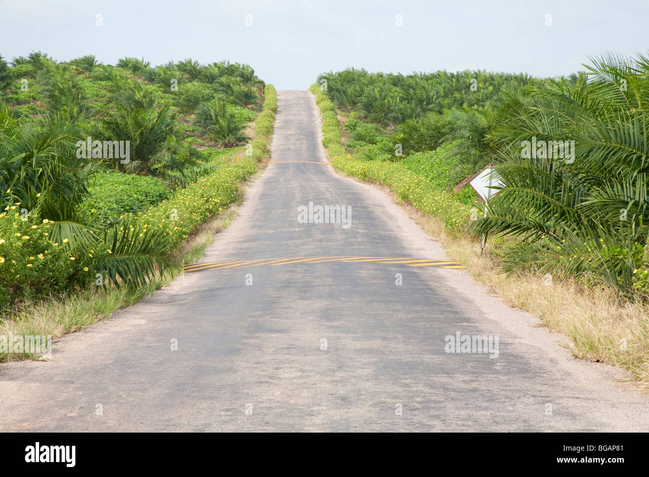 A main road on the Sindora Palm Oil Plantation. The site, owned by Kulim, is green certified by RSPO. Johor Bahru, Malaysia Stock Photo