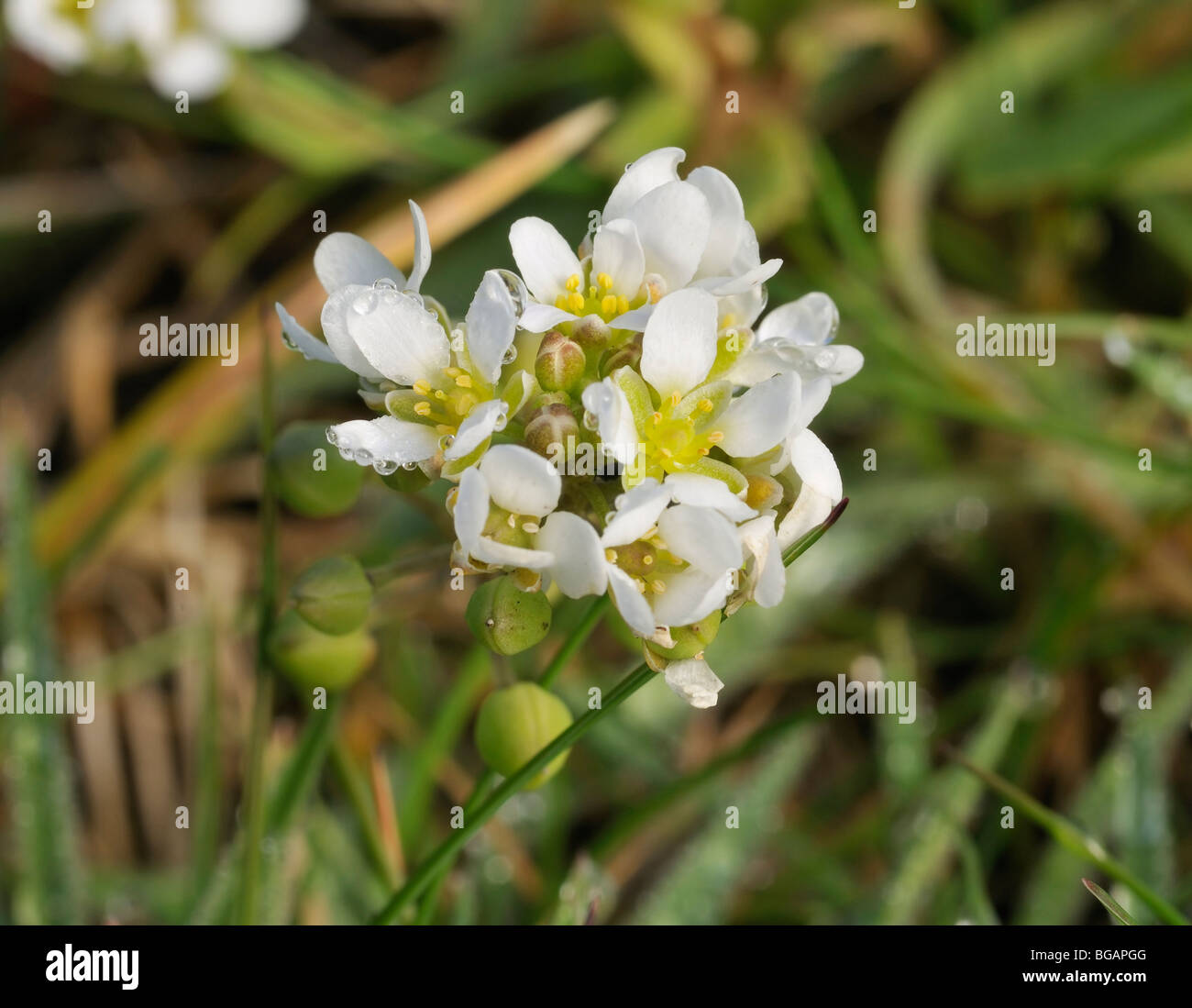 Morning Dew on Common Scurvygrass - Cochlearia officinalis Stock Photo