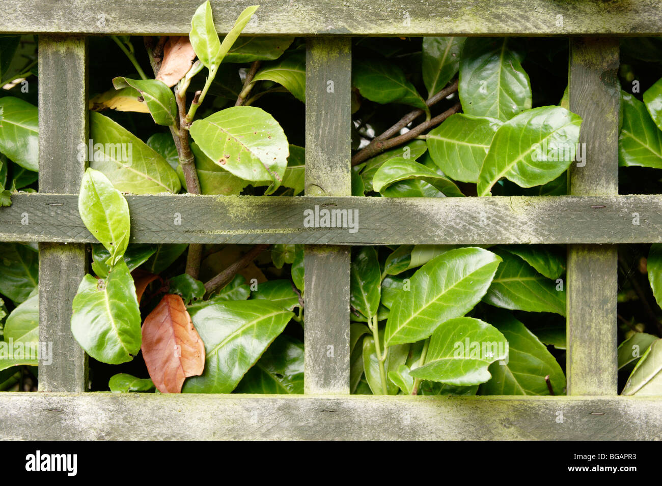 Laurel (Laurus nobilis) hedgerow behind wooden garden fence Stock Photo