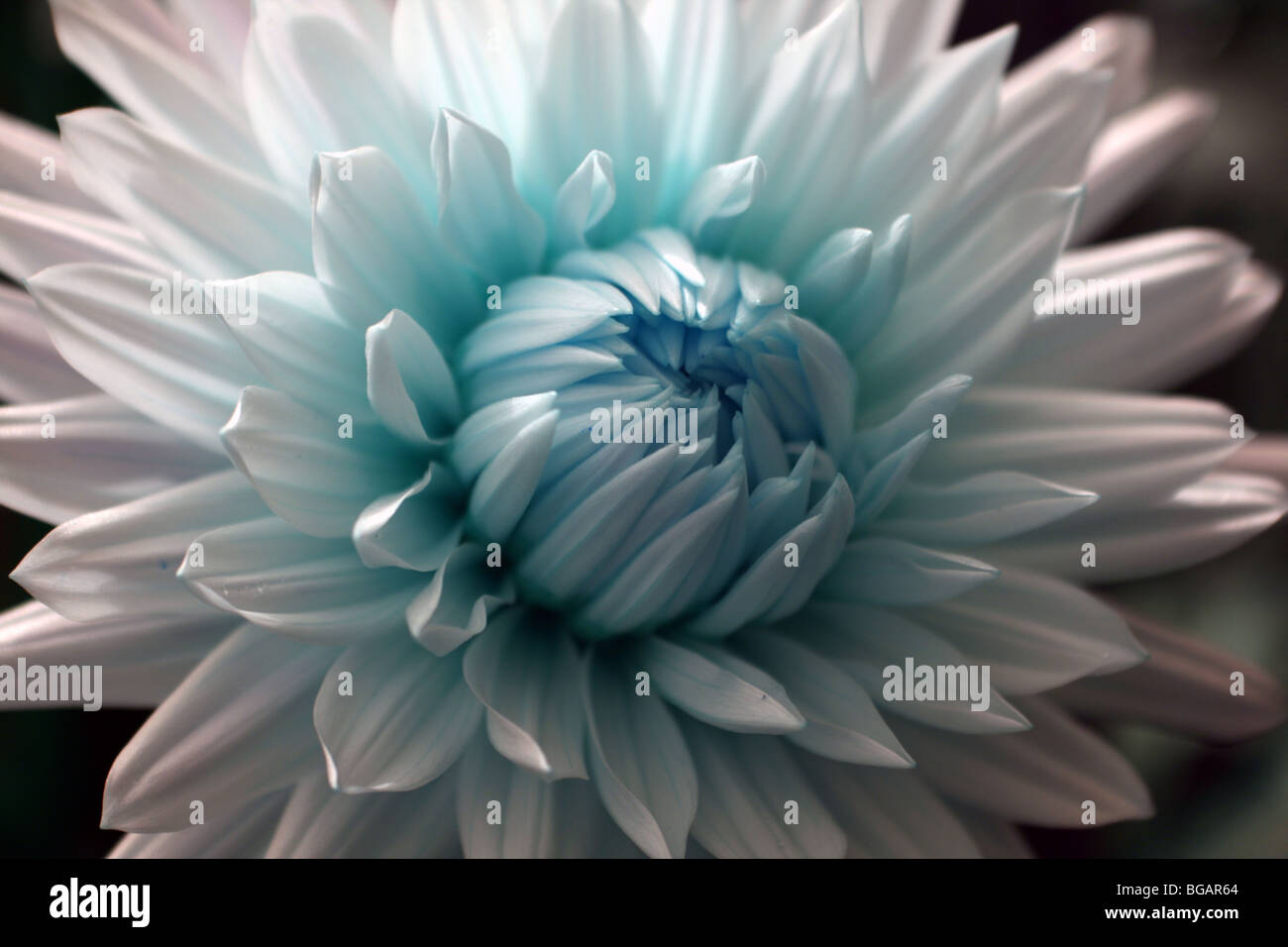 Dahlia is a genus of bushy, tuberous, perennial plants native to Mexico, Central America, and Colombia. Stock Photo