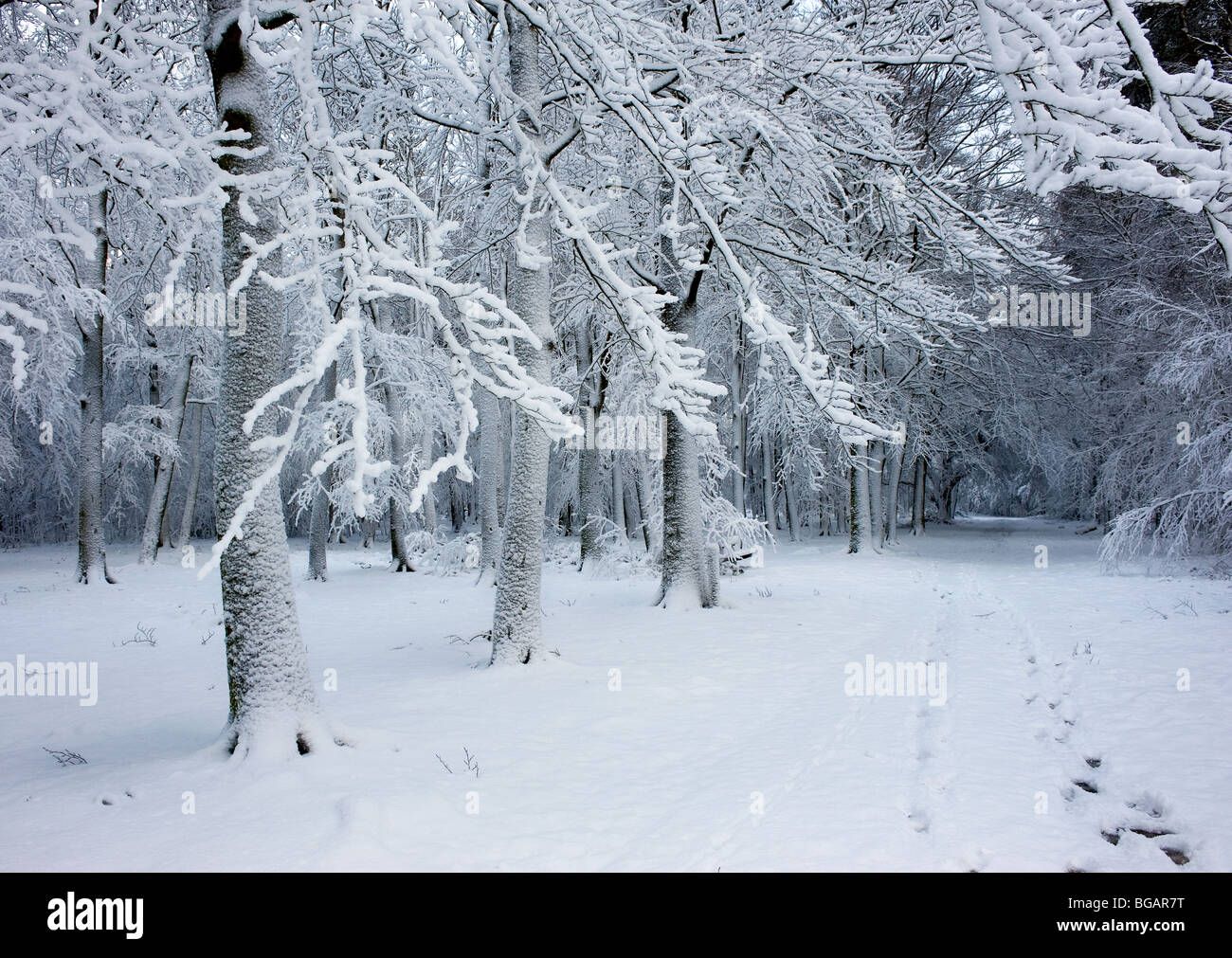 Heavy snowfall in Essex woodland. Stock Photo