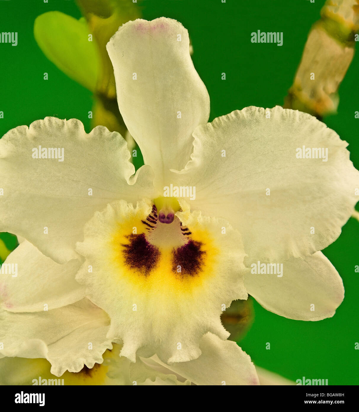 orcid Dendrobium Nobile, Stock Photo