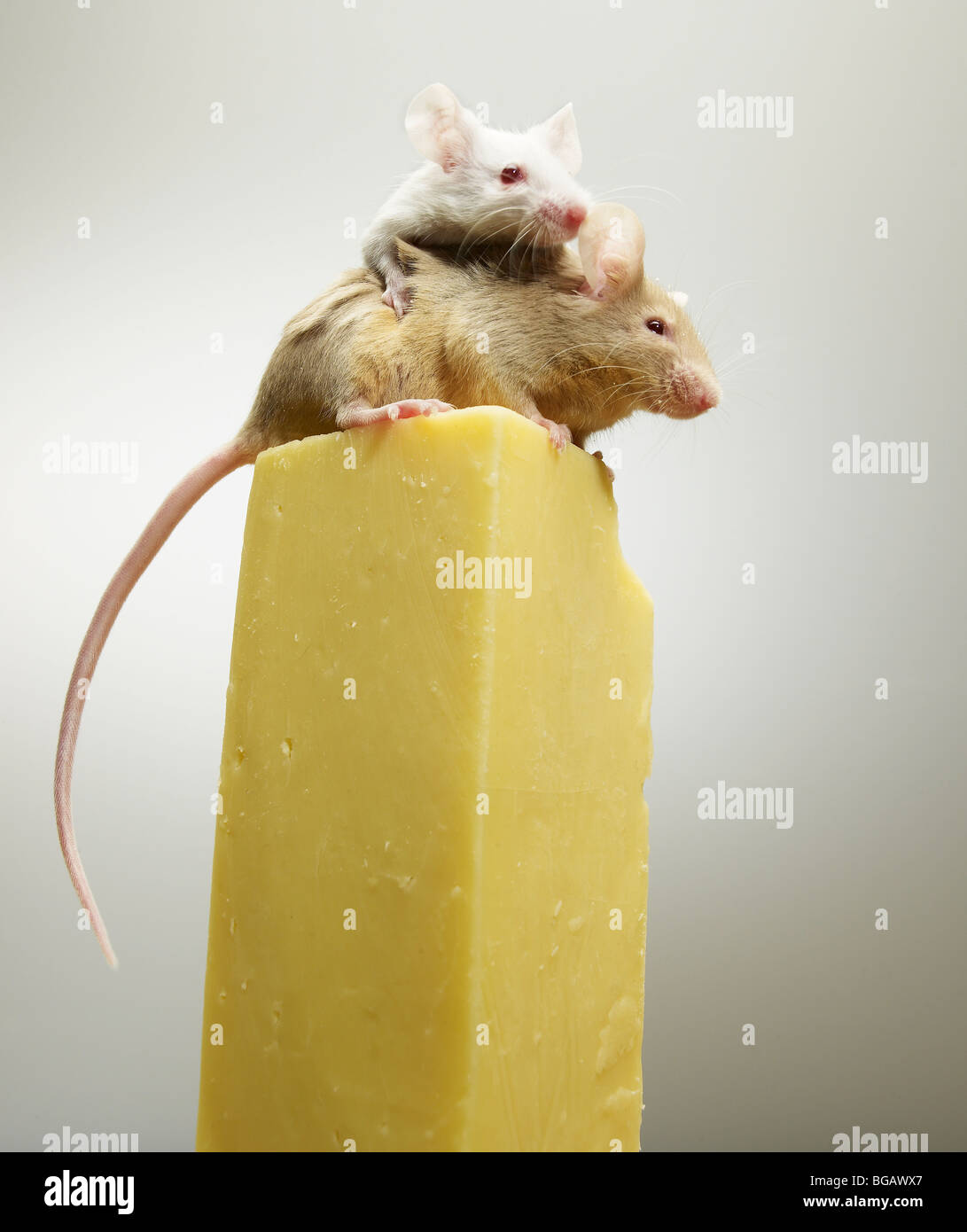 2 mice on cheese Stock Photo Alamy