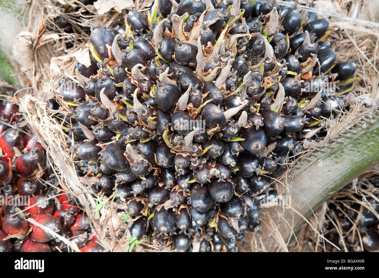 Unripe fresh fruit bunch growing on young oil palm. The Sindora Palm Oil Plantation is green