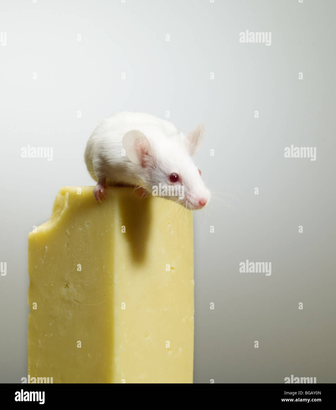 mouse on cheese Stock Photo Alamy