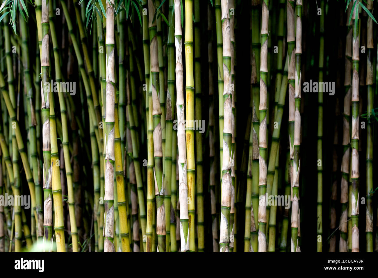 Reeds Stock Photo