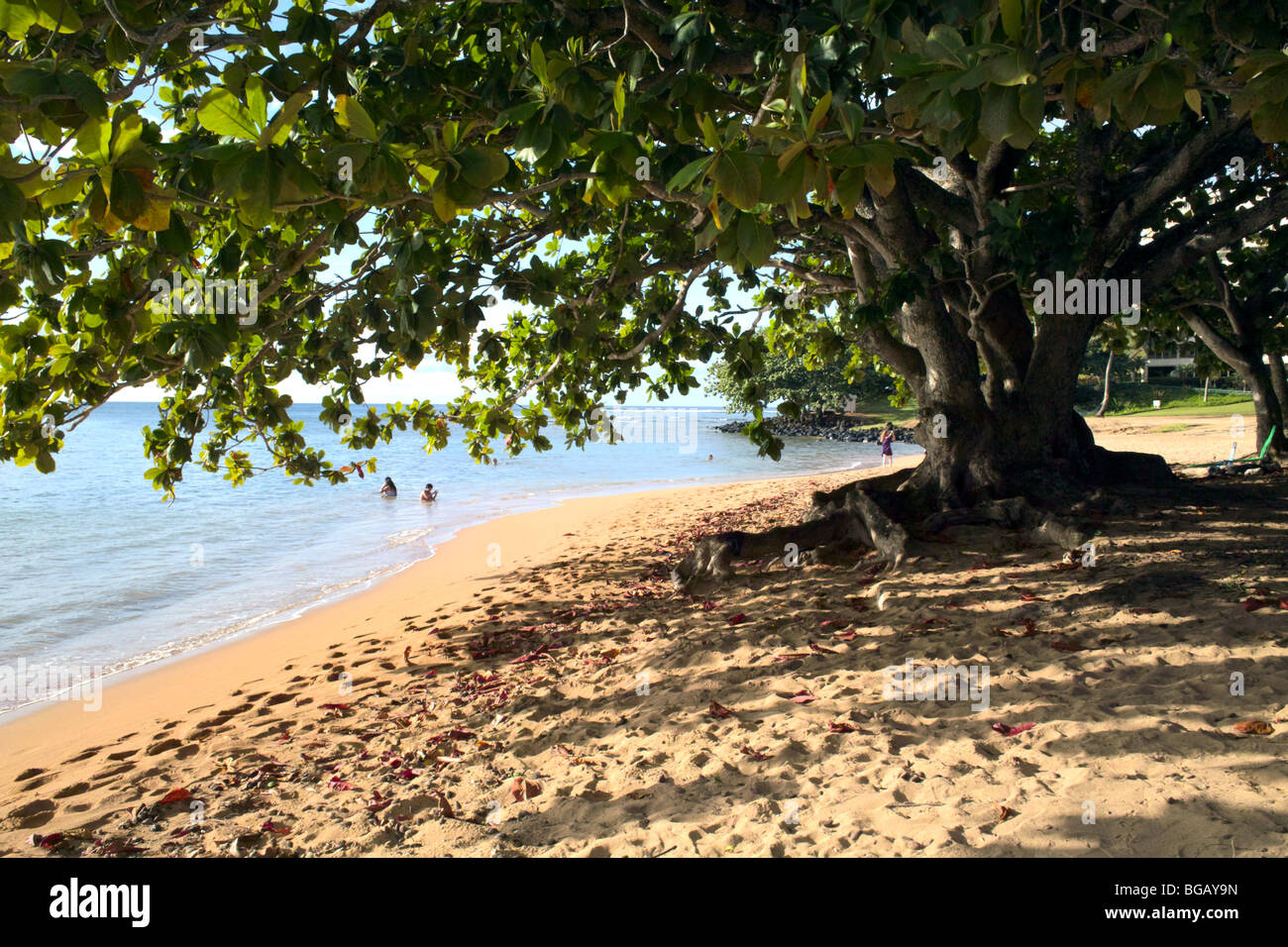 Tropical Almond or False Kamani tree Puu Poa Beach Hanalei Bay Kauai HI Stock Photo