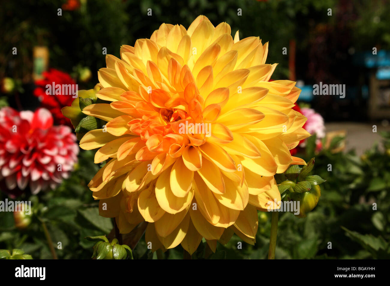 Yellow Dahlia Family Asteraceae Flower in bloom showing macro detail Stock Photo