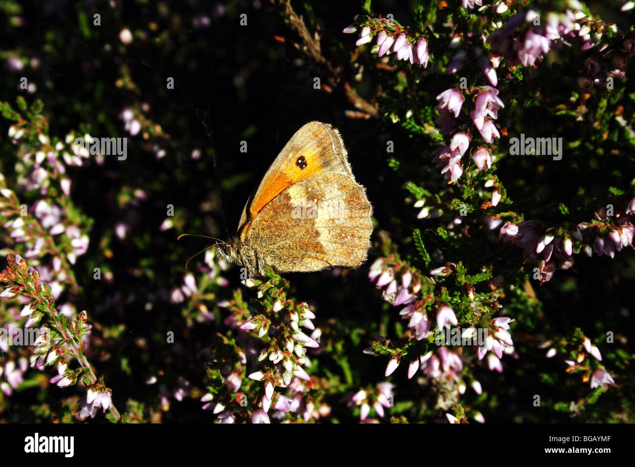Gatekeeper Butterfly or Hedge Brown Pyronia tithonus Family Nymphalidae pictured nectaring on Heather Stock Photo