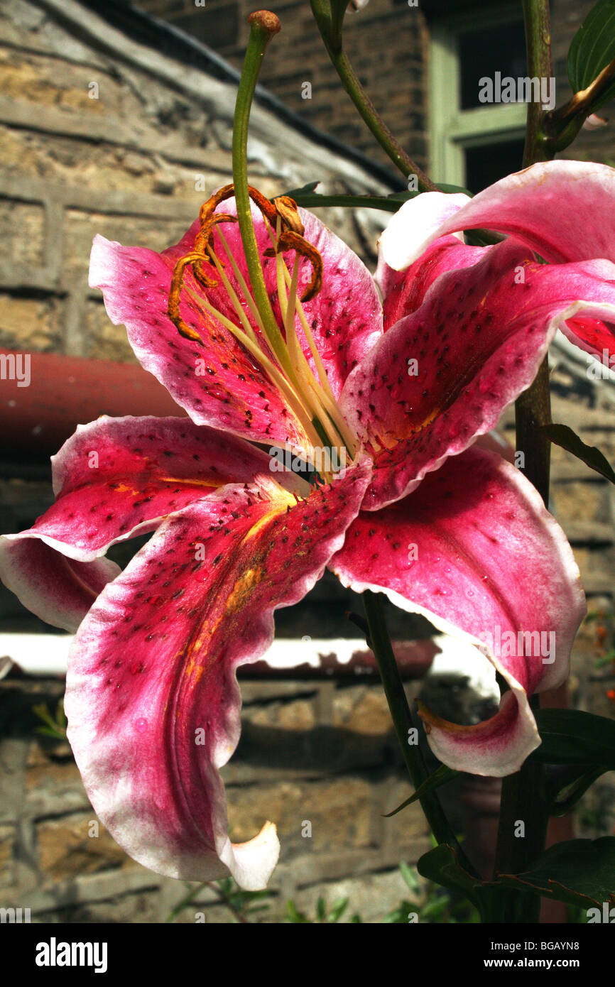 Oriental Lily Lilium Stargazer Family Lilaceae Stock Photo - Alamy