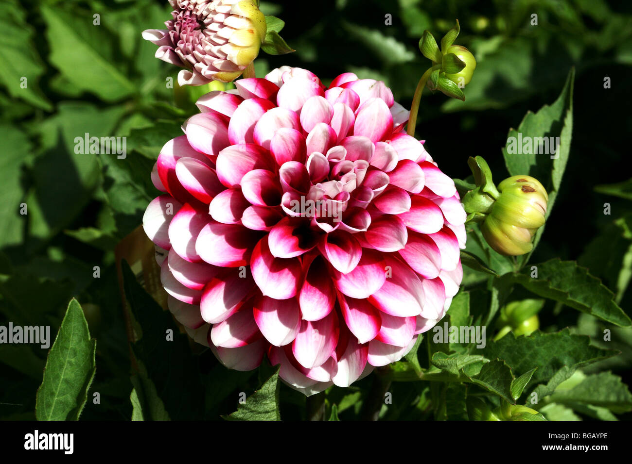 Dahlia Family Asteraceae Pink Flower in bloom showing macro detail Stock Photo