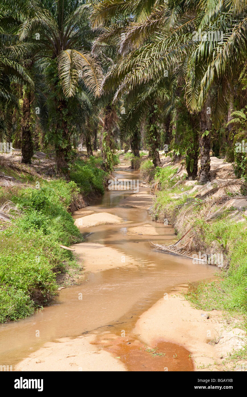 A creek flowing through the Sindora Palm Oil Plantation which is green certified by the Roundtable on Sustainable Palm Oil Stock Photo